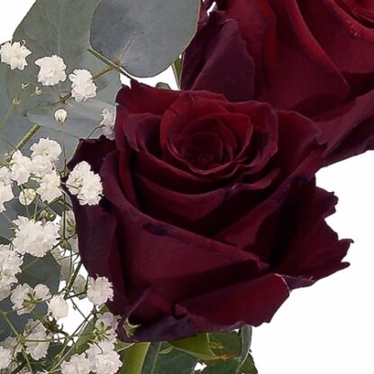 Ecuador Rose Explorer