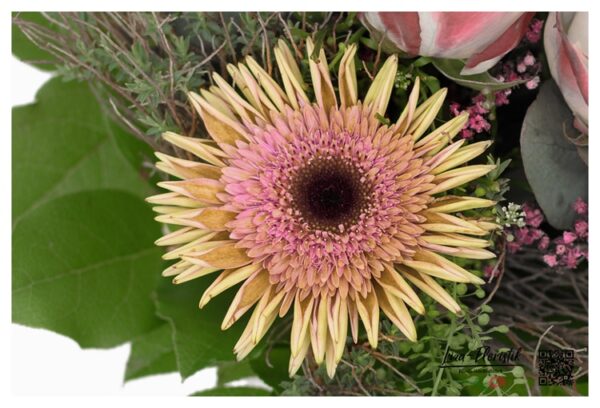 Gerbera