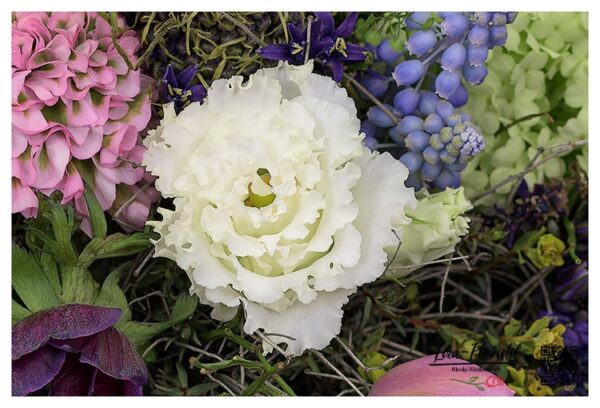 Lisianthus