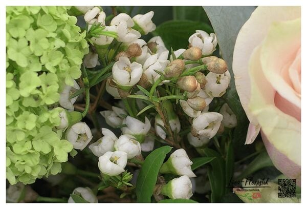 Wachsblumen