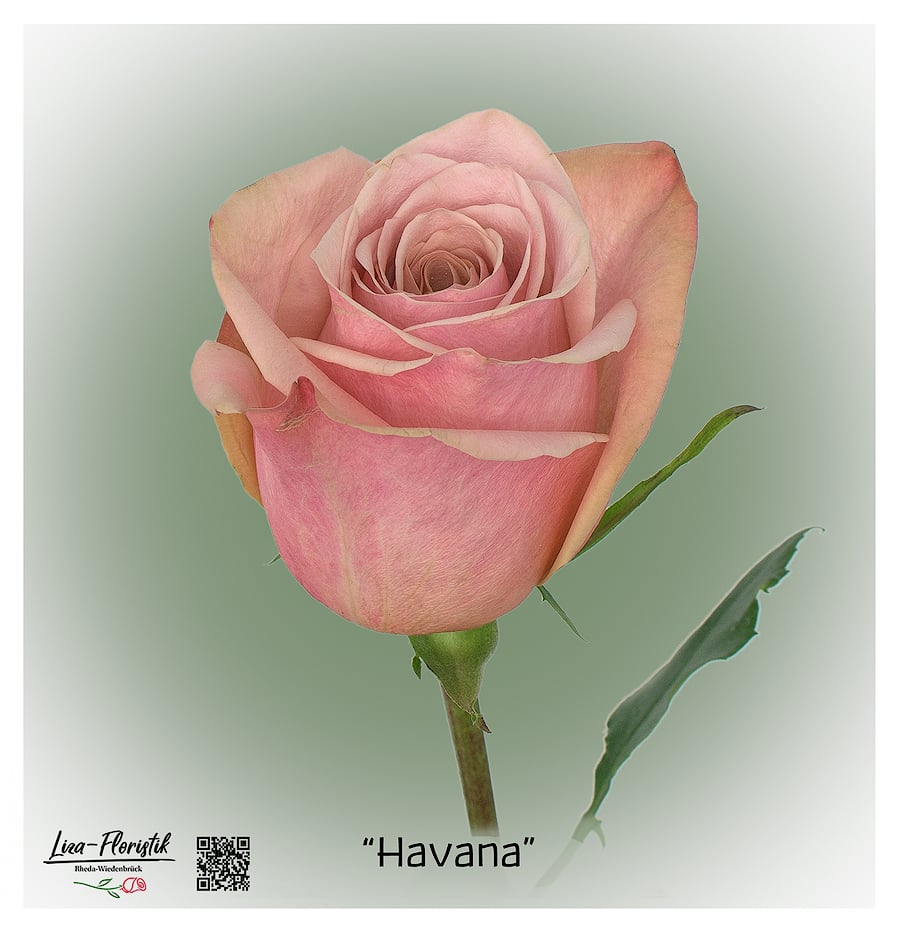Ecuador Rose Havana