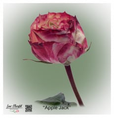 Ecuador Rose Apple Jack