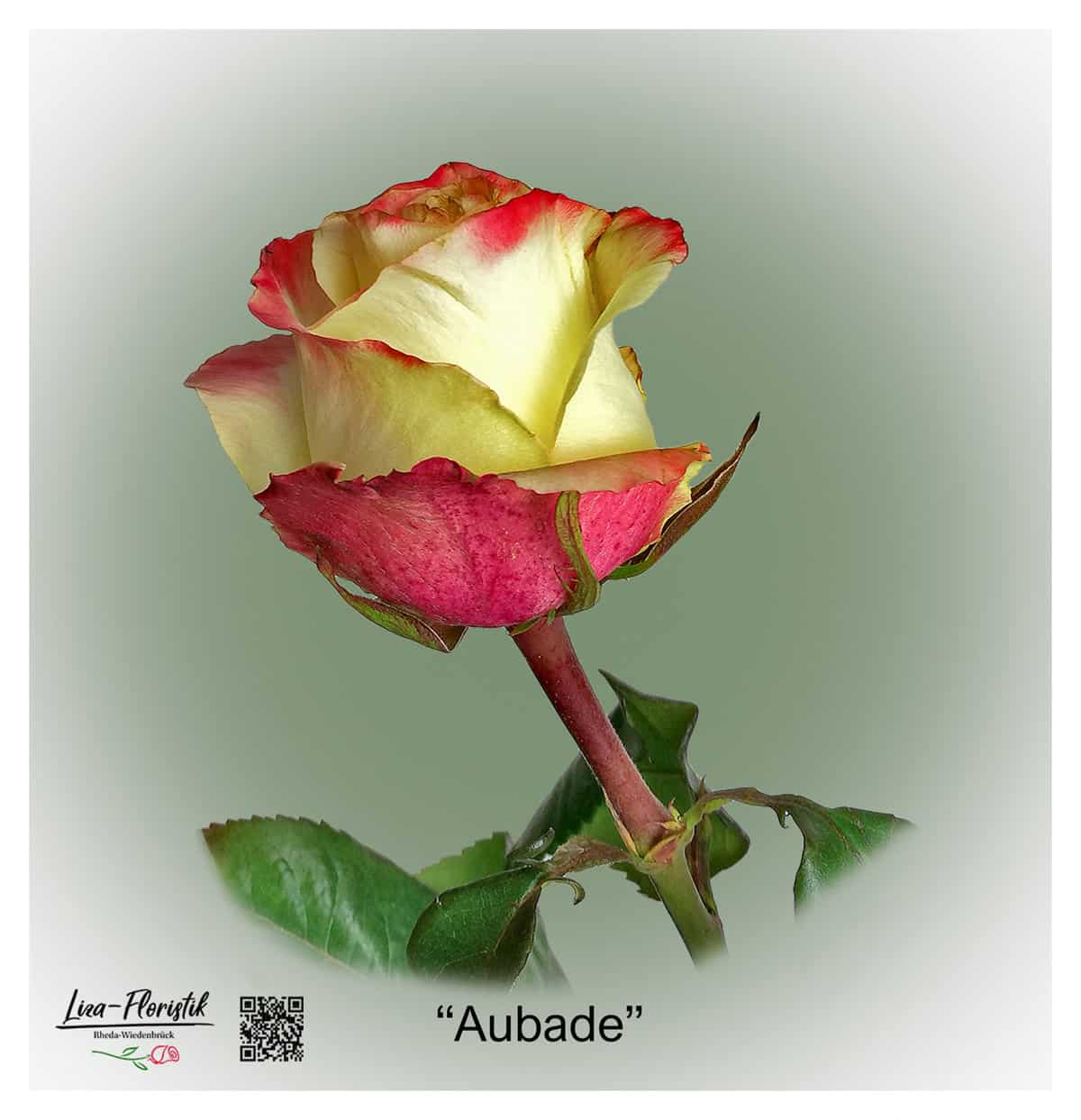 Ecuador Rose Aubade