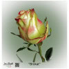 Ecuador Rose Brokat