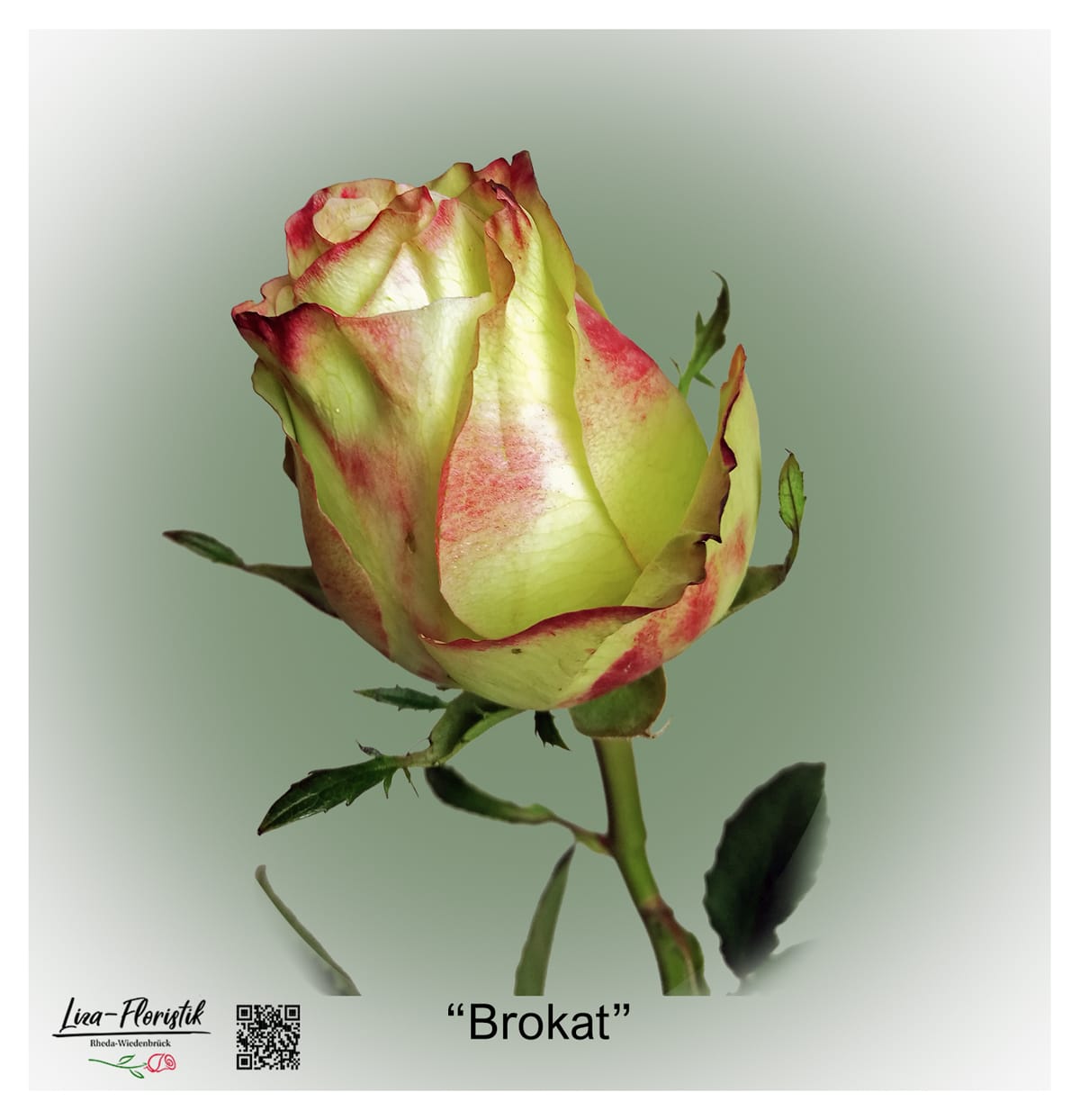 Ecuador Rose Brokat