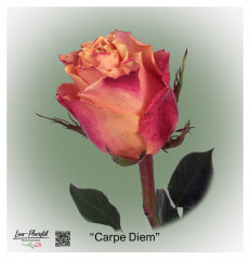 Ecuador Rose Carpe Diem