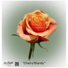 Ecuador Rose Cherry Brandy