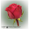 Ecuador Rose Cherry Carpe Diem