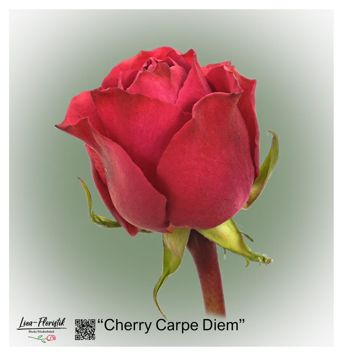 Ecuador Rose Cherry Carpe Diem