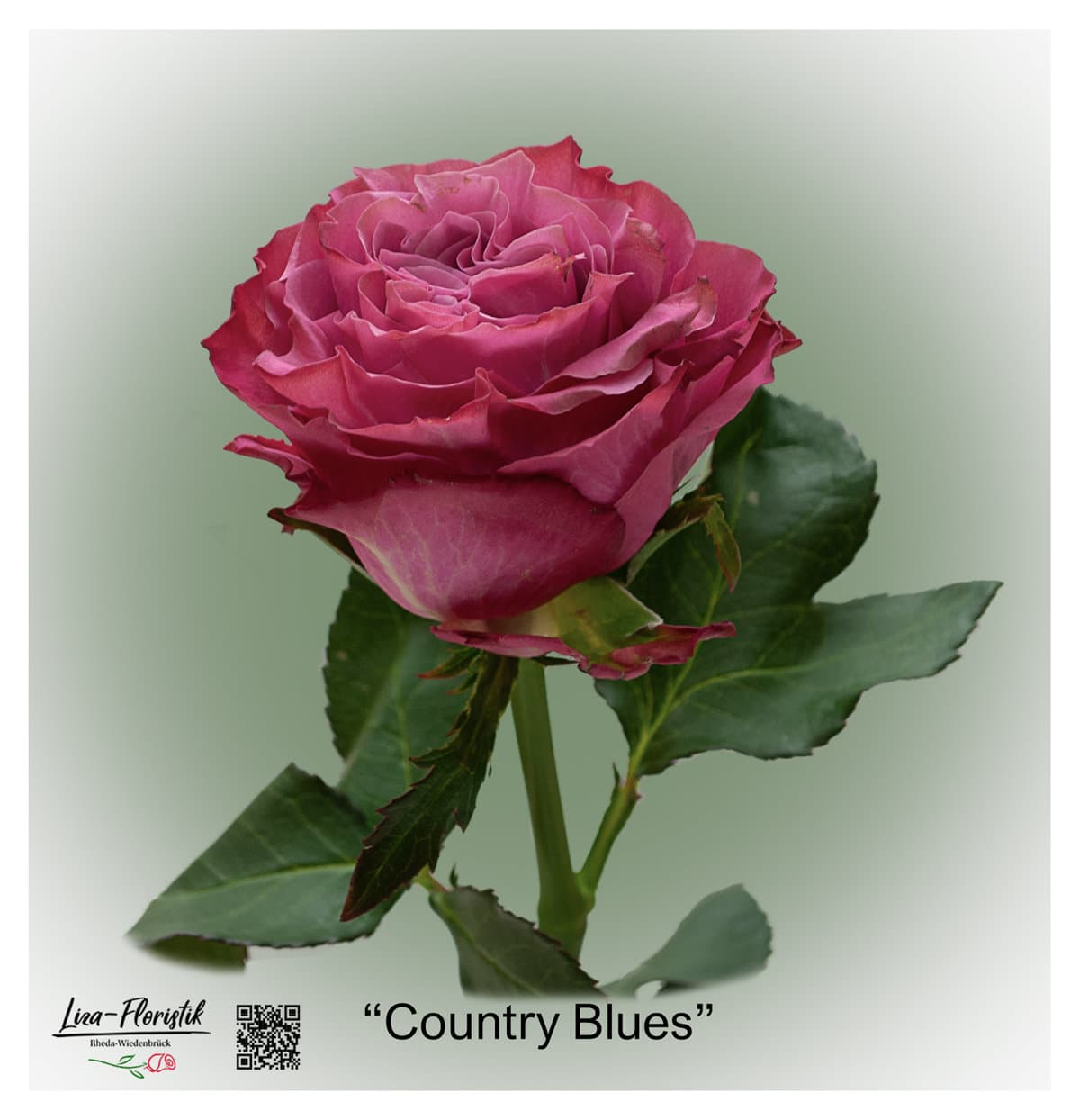 Ecuador Rose Country Blues
