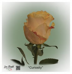 Ecuador Rose Curiosity