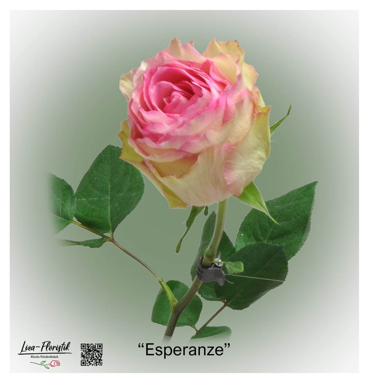 Ecuador Rose Esperanze