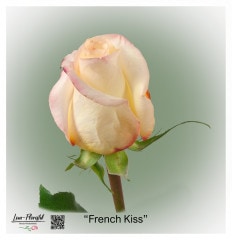 Ecuador Rose French Kiss