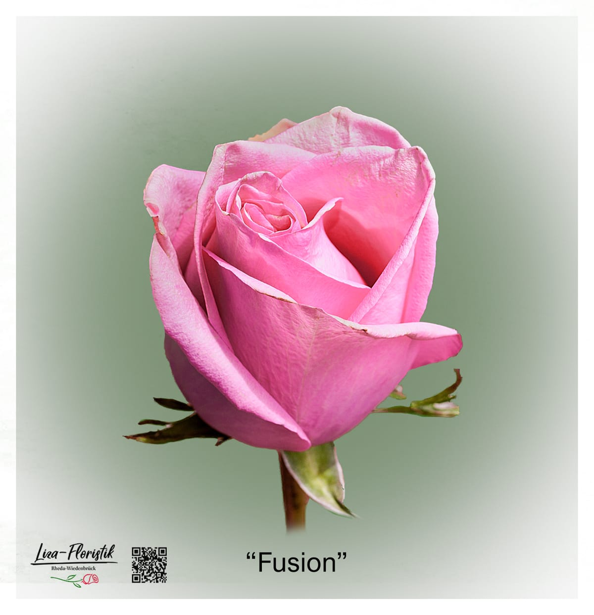 Ecuador Rose Fusion