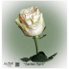 Ecuador Rose Garden Spirit