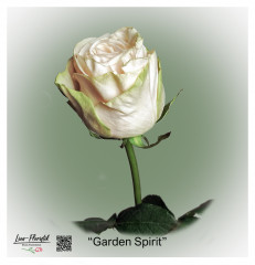Ecuador Rose Garden Spirit