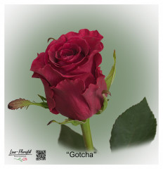 Ecuador Rose Gotcha
