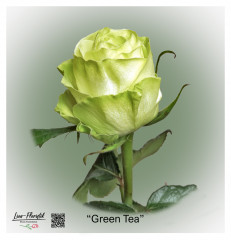 Ecuador Rose Green Tea