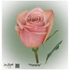 Ecuador Rose Havana