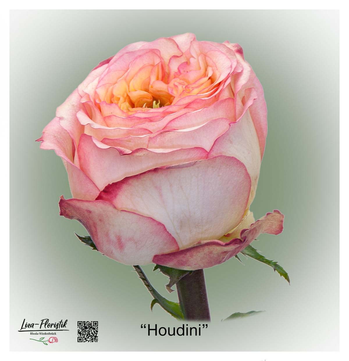 Ecuador Rose Houdini