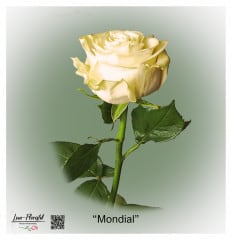 Ecuador Rose Mondial