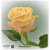 Ecuador Rose Moonstone
