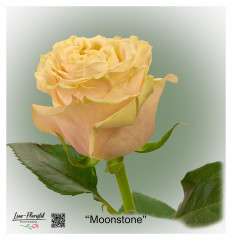 Ecuador Rose Moonstone