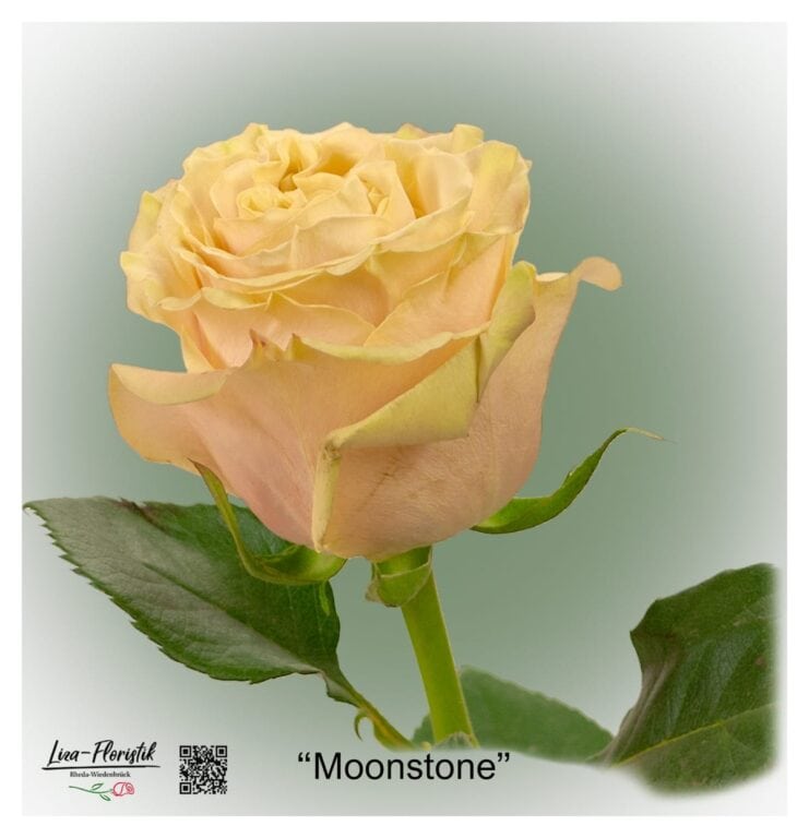 Ecuador Rose Moonstone