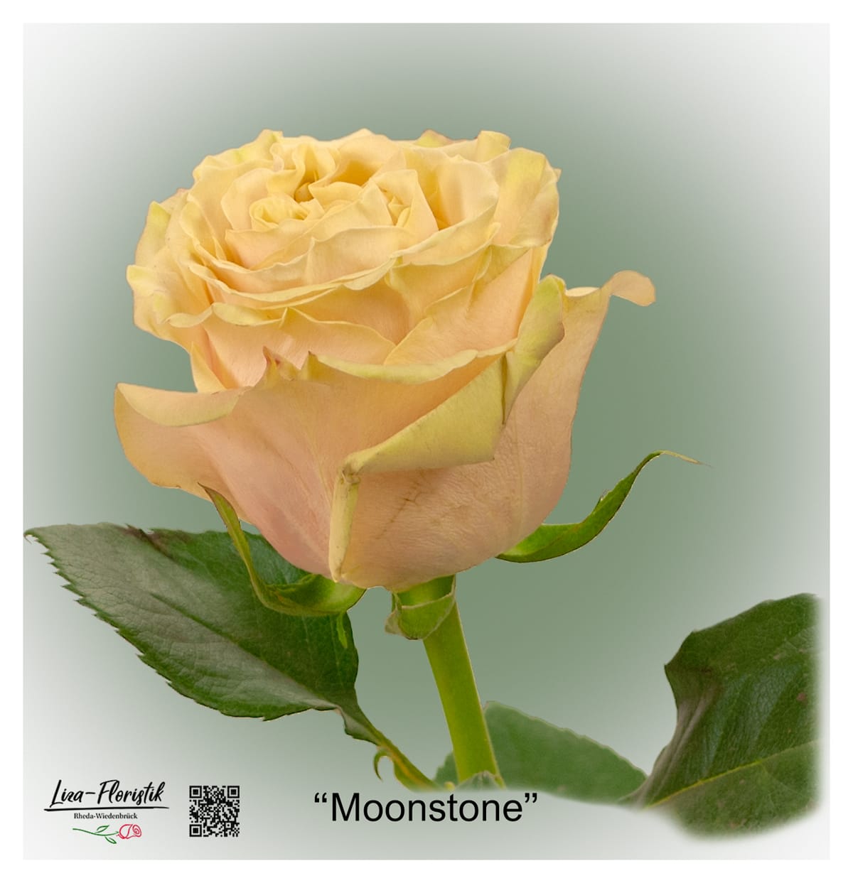 Ecuador Rose Moonstone