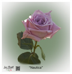 Ecuador Rose Nautica