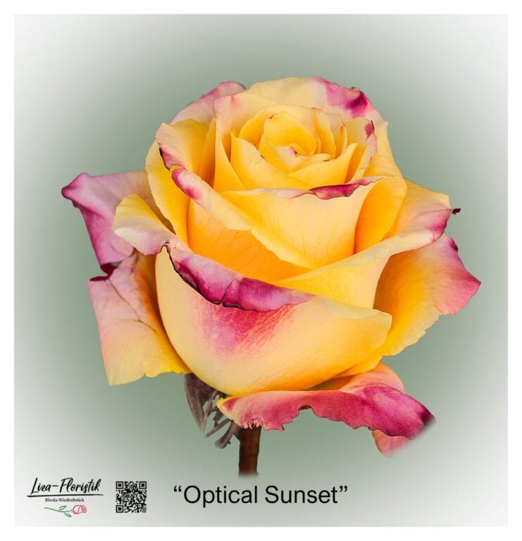 Ecuador Rose Optical Sunset