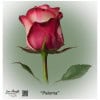 Ecuador Rose Paloma