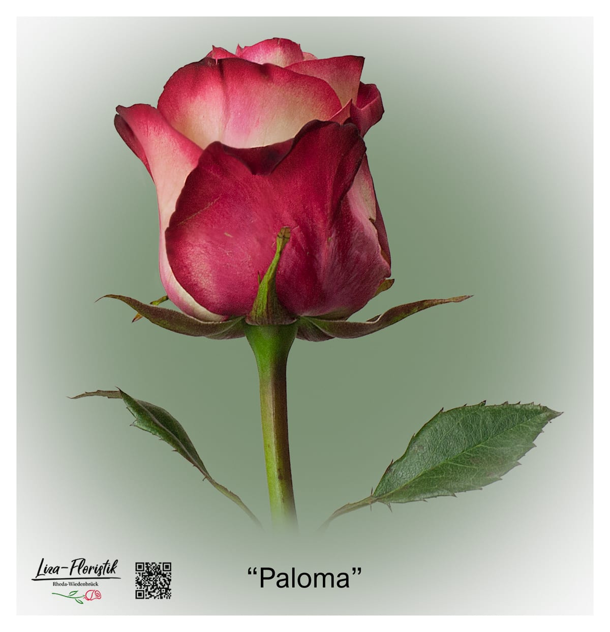 Ecuador Rose Paloma