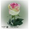 Ecuador Rose Pink Journey