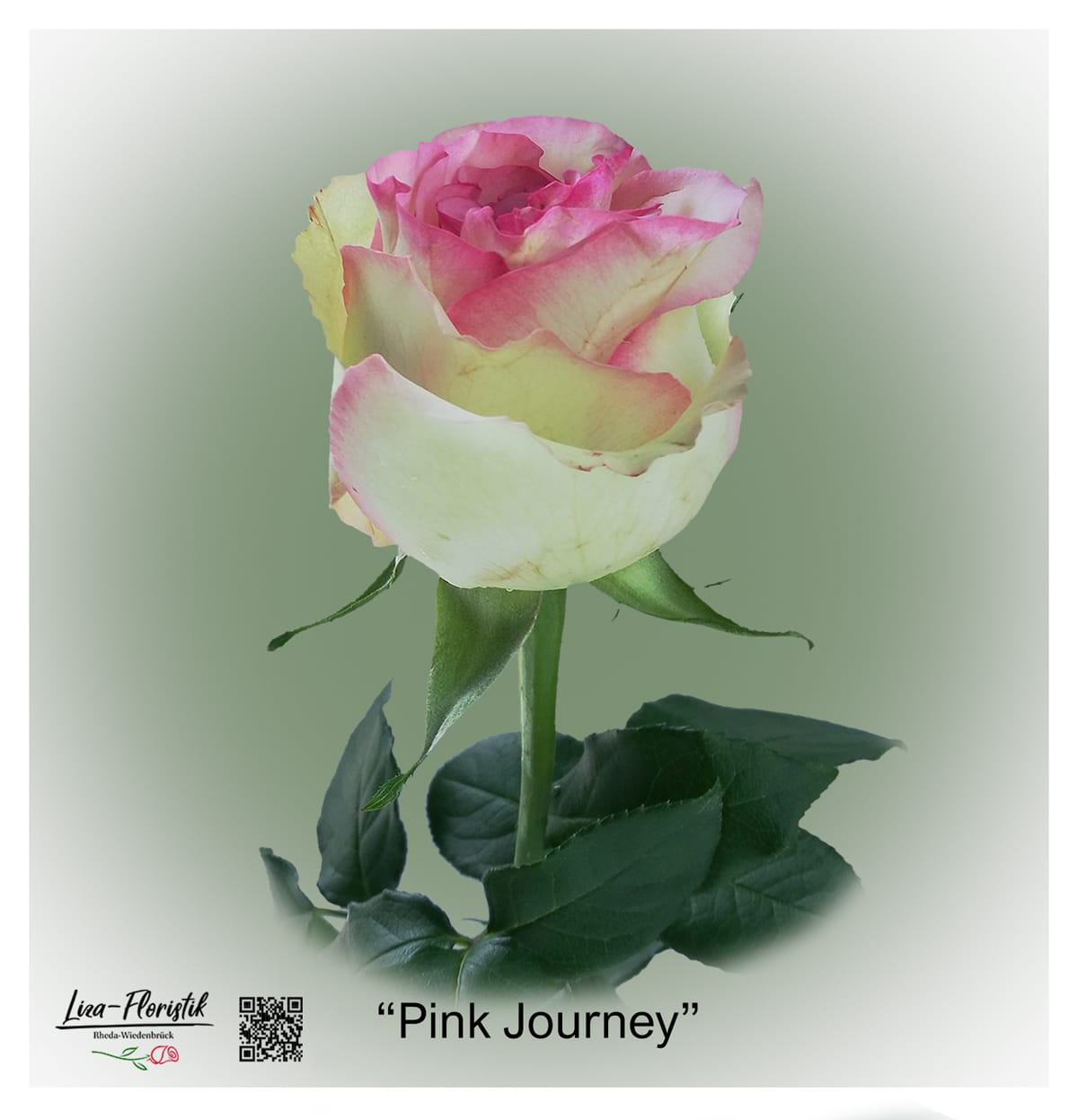 Ecuador Rose Pink Journey