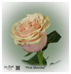 Ecuador Rose Pink Mondial