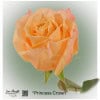 Ecuador Rose Princess Crown
