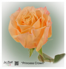 Ecuador Rose Princess Crown