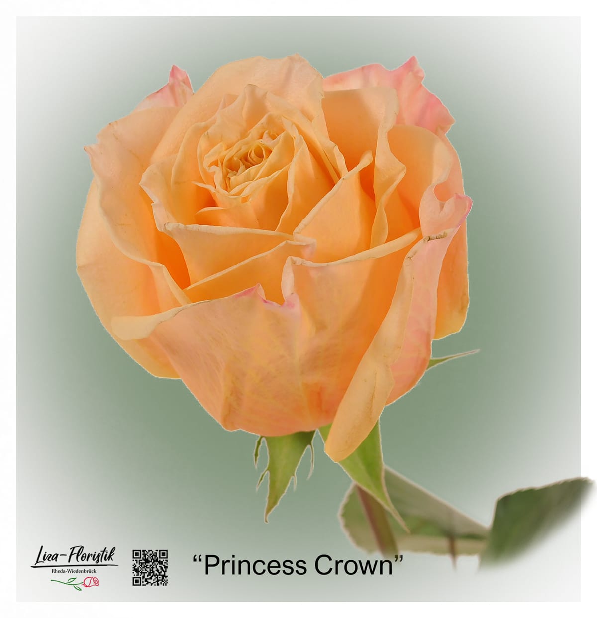 Ecuador Rose Princess Crown