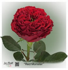 Ecuador Rose Red Monster