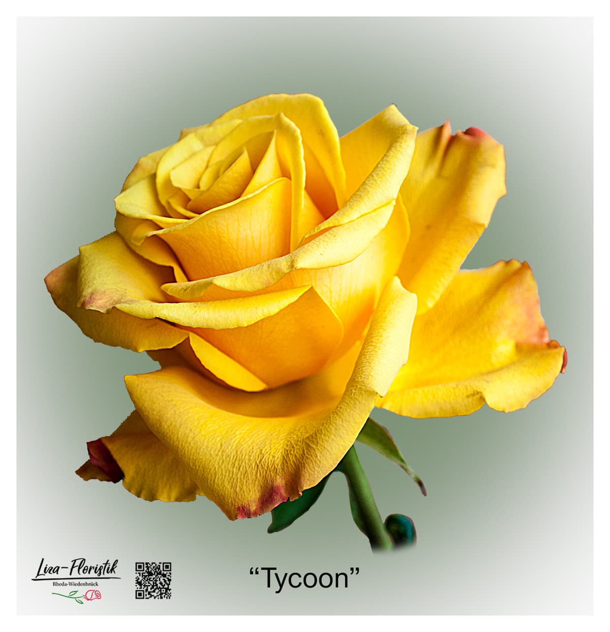 Ecuador Rose Tycoon