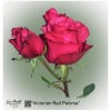 Ecuador Rose Victorian Red Paloma