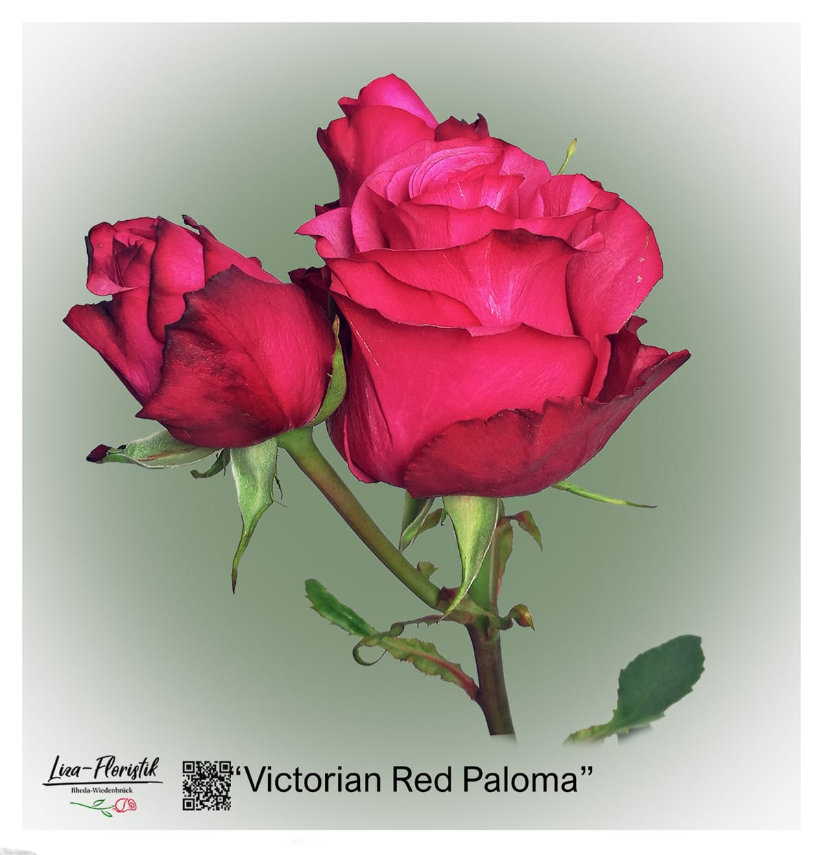 Ecuador Rose Victorian Red Paloma