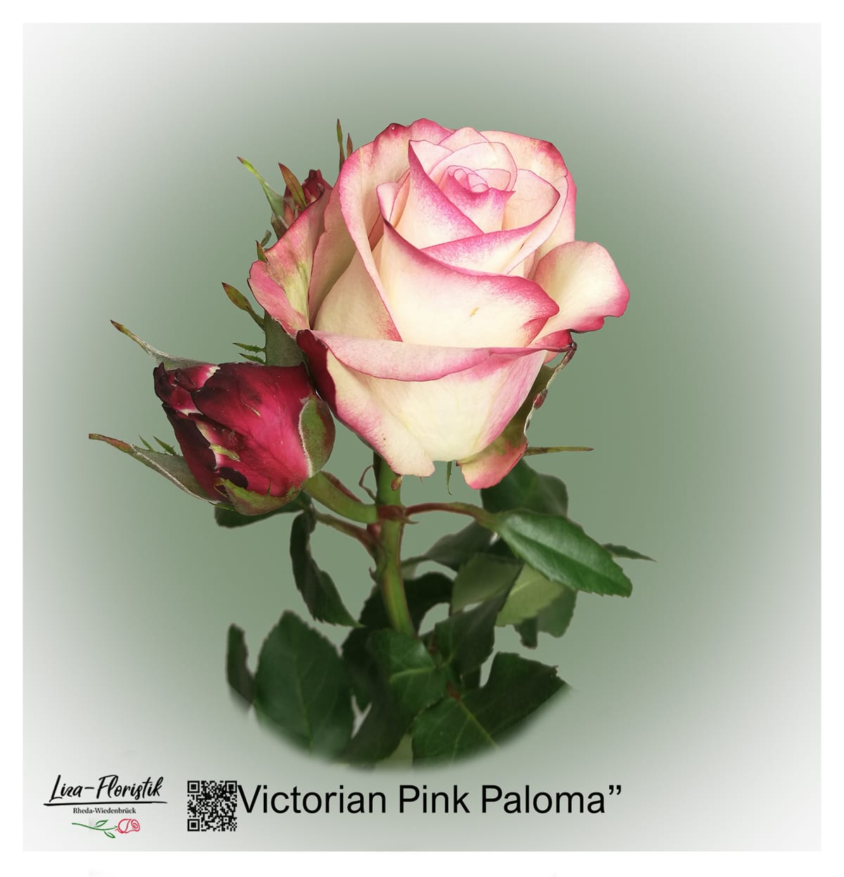 Ecuador Rose Victorian Pink Paloma