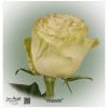 Ecuador Rose Wasabi