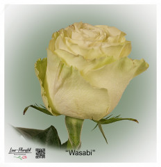 Ecuador Rose Wasabi