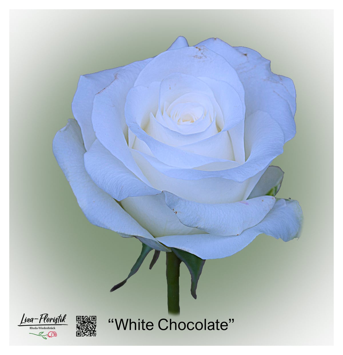 Ecuador Rose White Chocolate