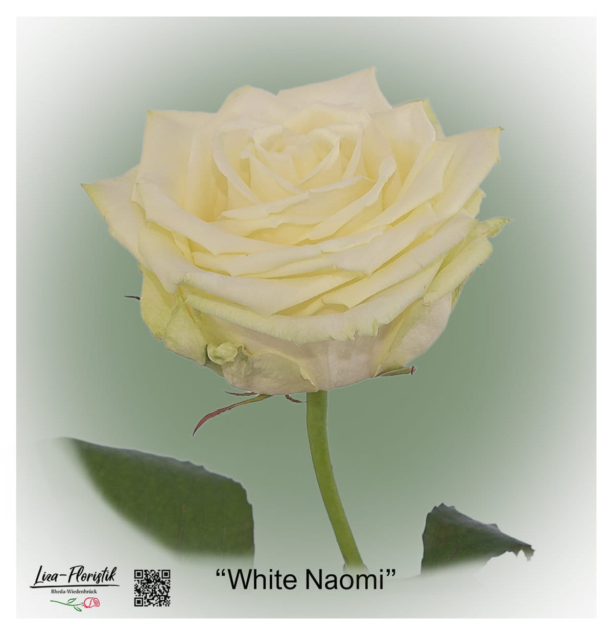 Ecuador Rose White Naomi