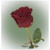 Ecuador Rose Heart