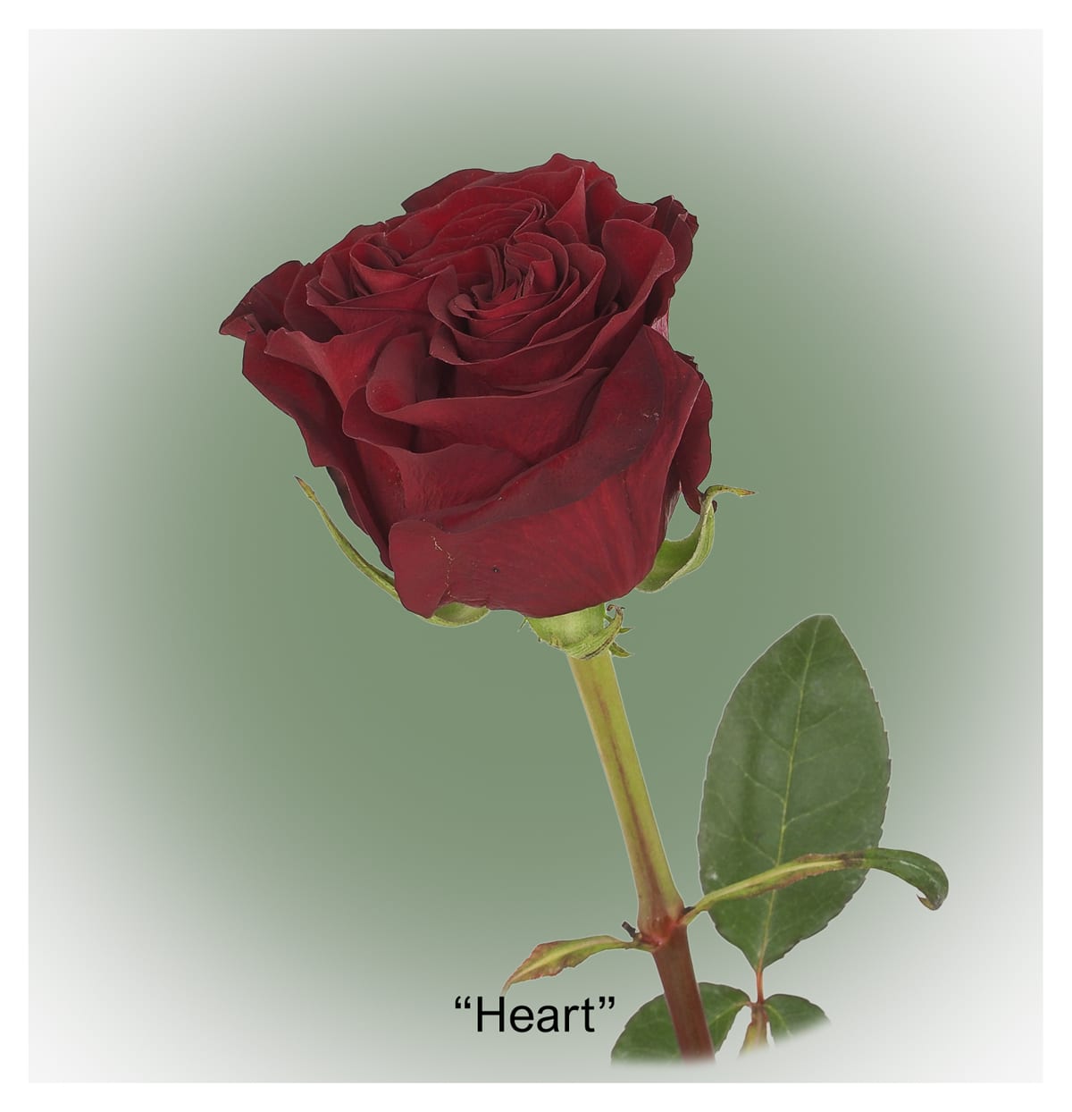 Ecuador Rose Heart